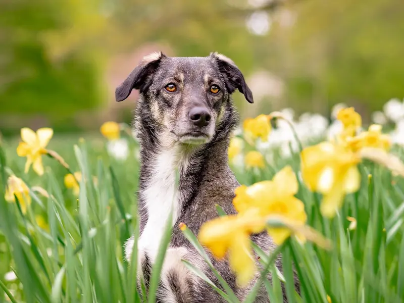 Hund – Symbolbild für Barsoi
