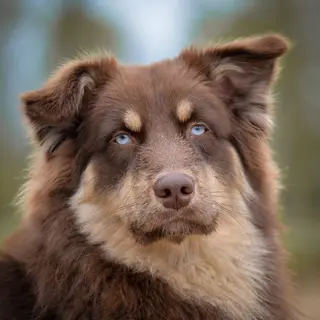 Australian Shepherd – Rasseportrait