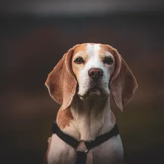 Beagle – Rasseportrait