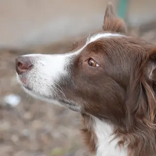 Border Collie – Rasseportrait