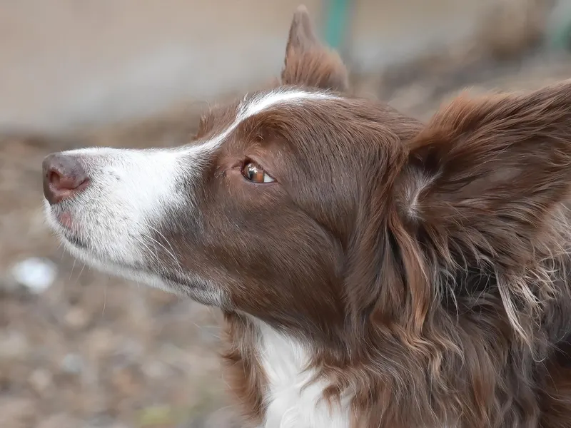 Border Collie – Rasseportrait
