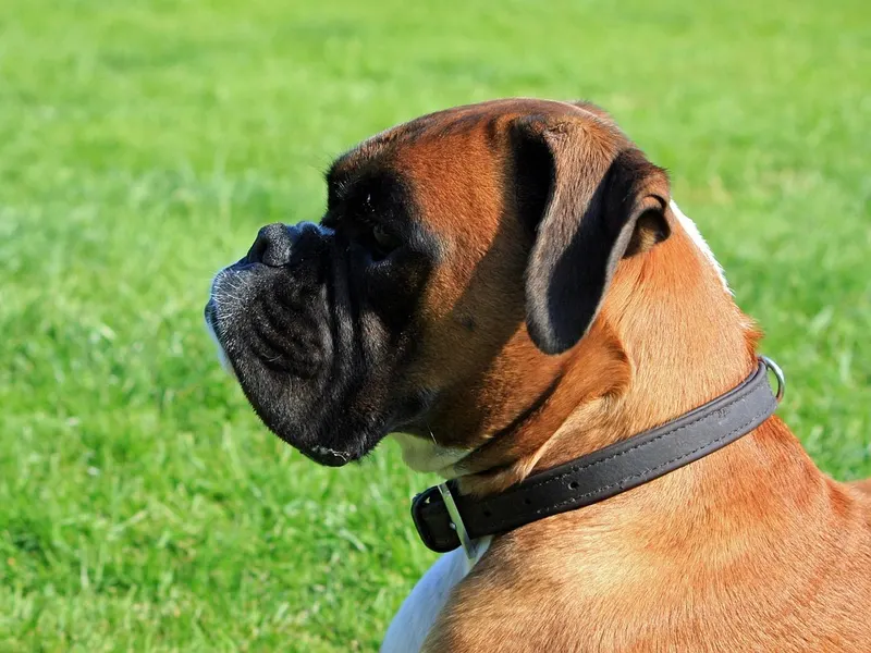 Boxer – Rasseportrait