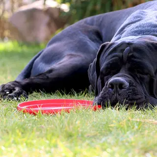 Cane Corso – Rasseportrait