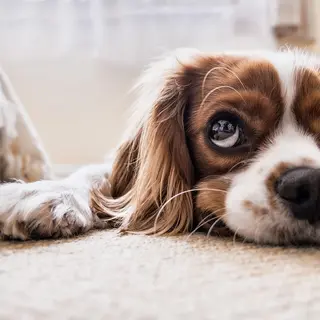 Cavalier King Charles Spaniel – Rasseportrait