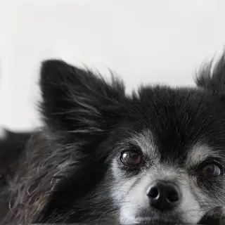 Chihuahua – Rasseportrait