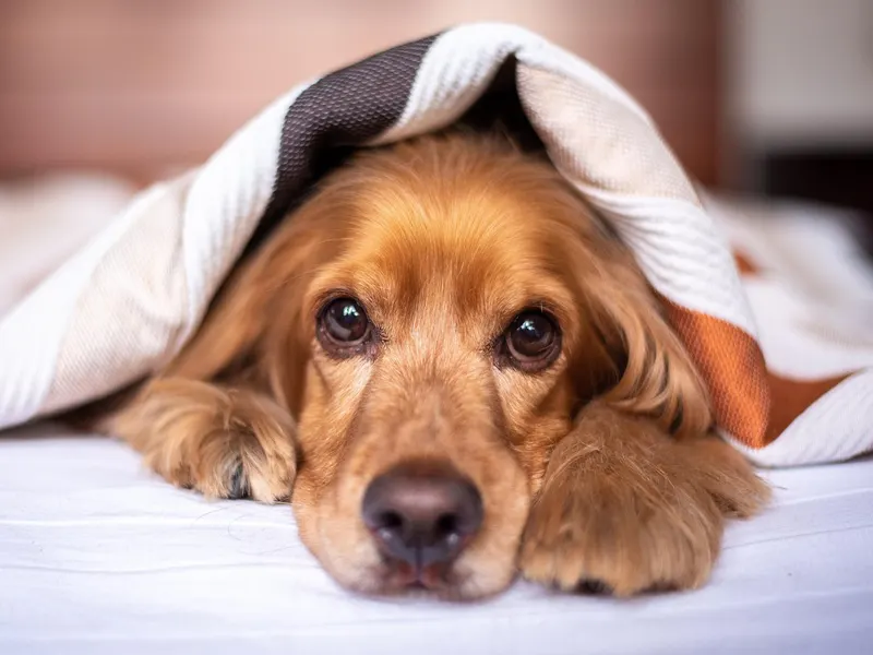Cocker Spaniel – Rasseportrait