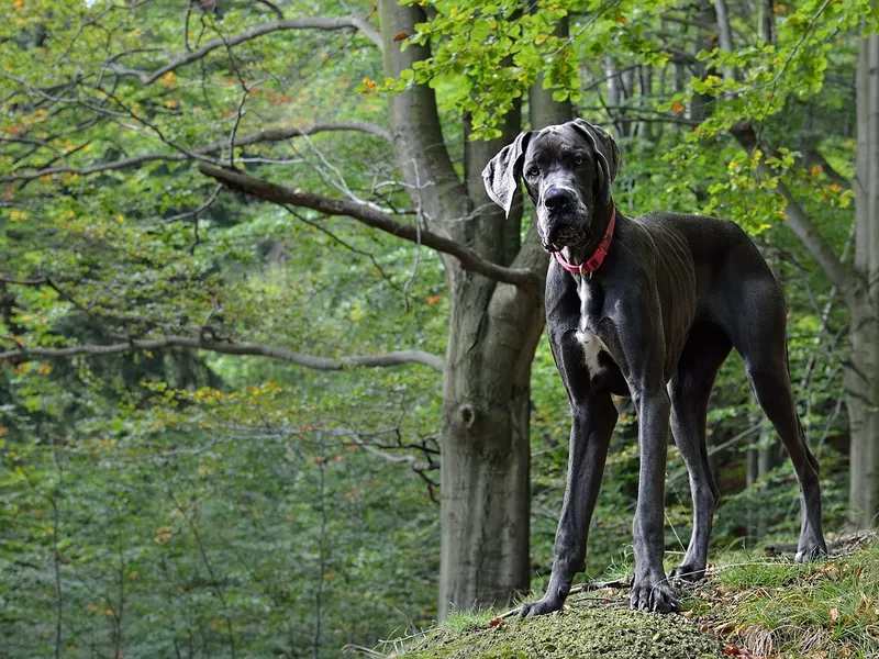 Deutsche Dogge – Rasseportrait