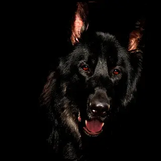 Deutscher Schäferhund – Rasseportrait