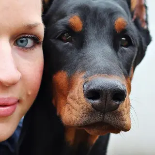 Dobermann – Rasseportrait