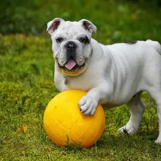 Englische Bulldogge – Rasseportrait