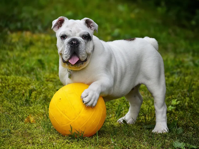 Englische Bulldogge – Rasseportrait