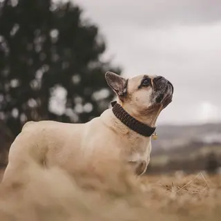 Französische Bulldogge – Rasseportrait