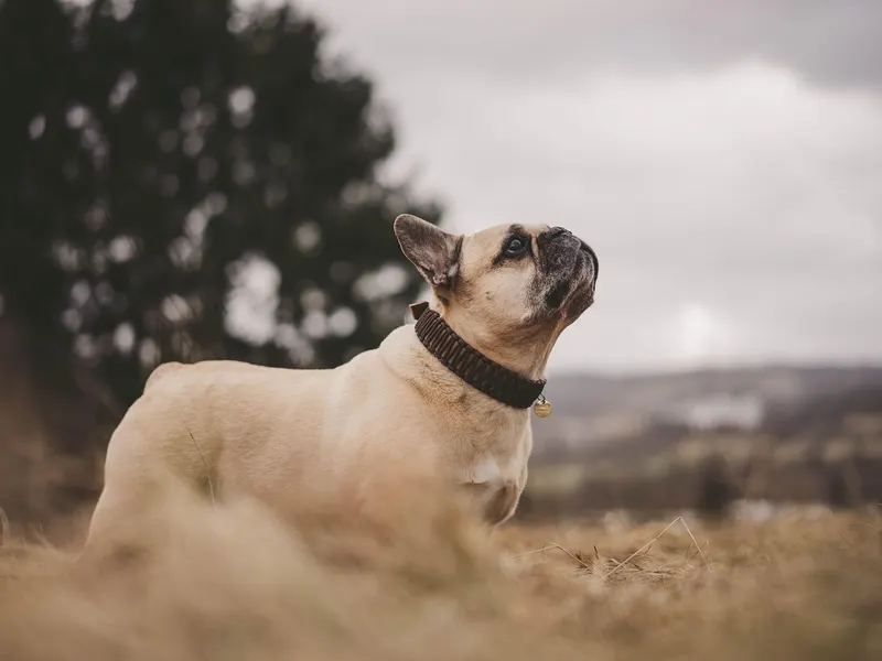 Französische Bulldogge – Rasseportrait