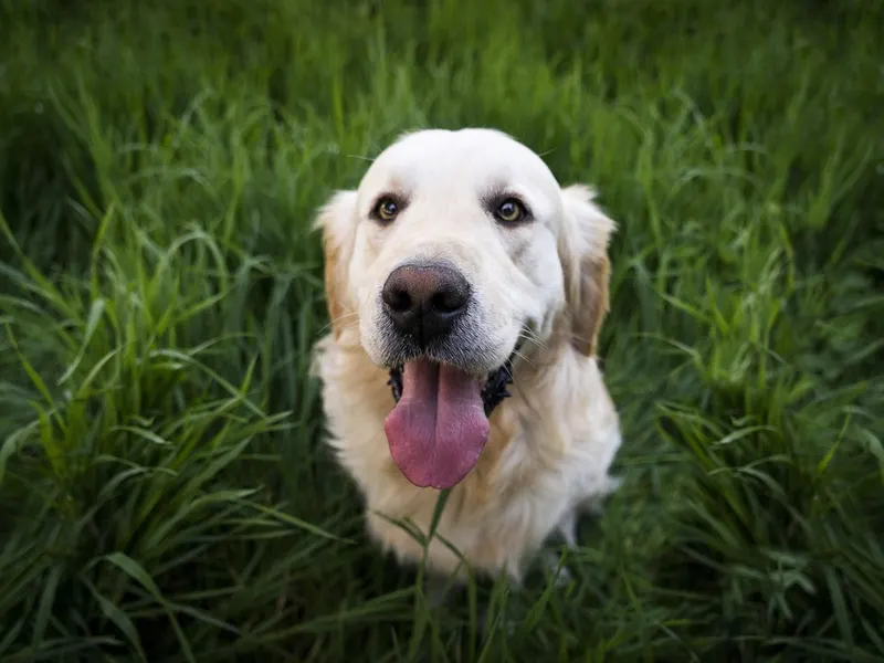 Golden Retriever – Rasseportrait