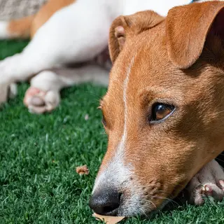 Jack Russell Terrier – Rasseportrait