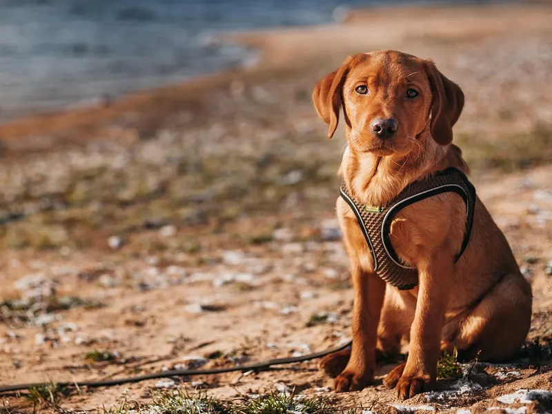 Labrador Retriever – Rasseportrait