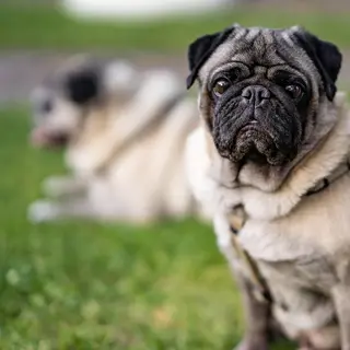 Mops – Rasseportrait