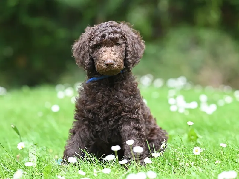 Pudel – Rasseportrait