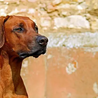 Rhodesian Ridgeback – Rasseportrait