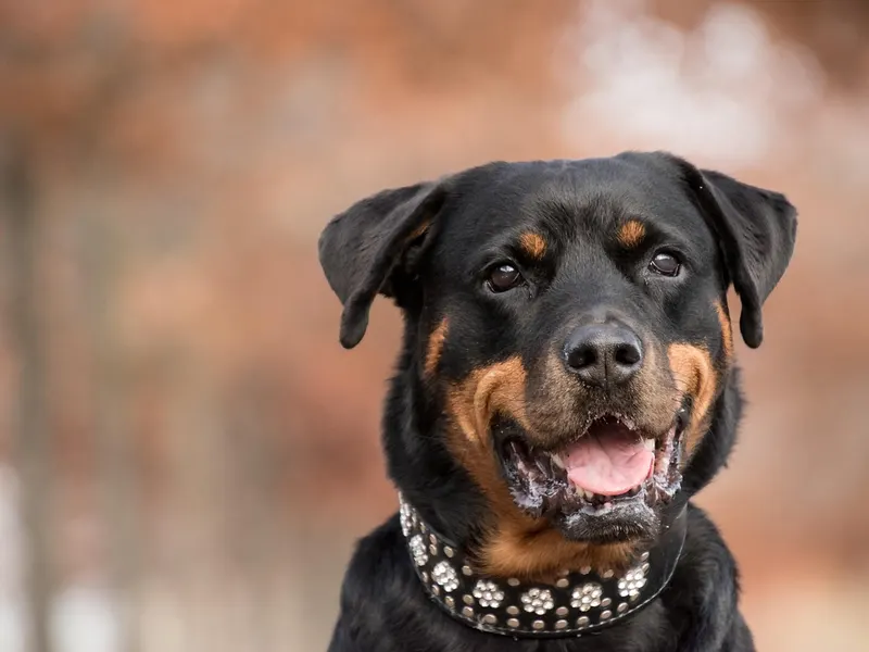 Rottweiler – Rasseportrait