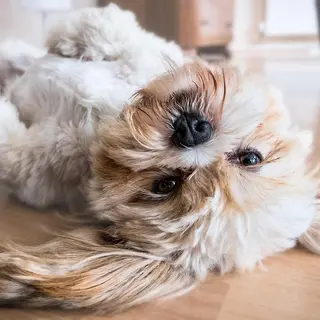 Shih Tzu – Rasseportrait