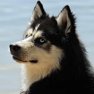 Siberian Husky – Rasseportrait