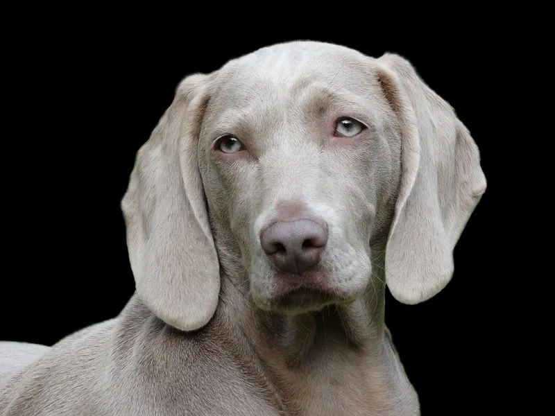 Weimaraner – Rasseportrait