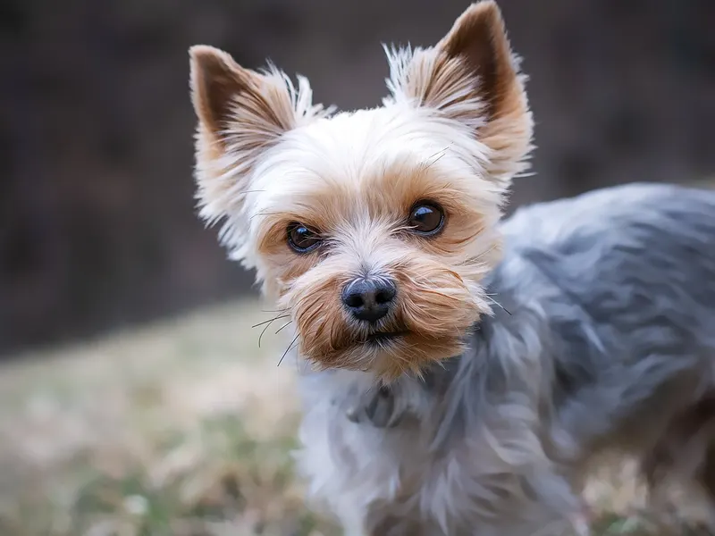 Yorkshire Terrier – Rasseportrait